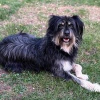 Benito - der aktive Naturliebhaber, Hund zur Adoption