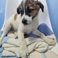 Welpe Riley - aufgeweckt und neugierig, Hund zur Adoption