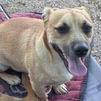 Mats W - Kleiner Schatz 🥰, Hund zur Adoption