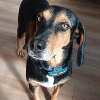 Jack 6 -verschmust und verspielt-, Hund zur Adoption