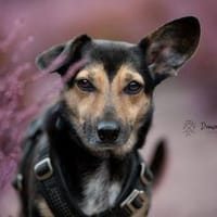 Heidi Tierschutzhund in 38448 Wolfsburg, Hündin zur Adoption