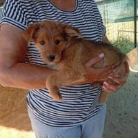 Karlchen 20 cm (Aug 26, wächst noch), Hund zur Adoption