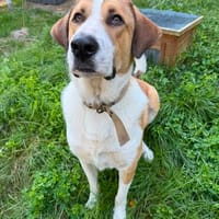 Moisès sucht Familienanschluss, Gnadenadoption, Hund zur Adoption