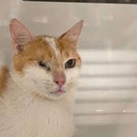 COCHON D'INDE, chat à adopter
