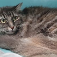 MINETTE CHA, chatte à adopter