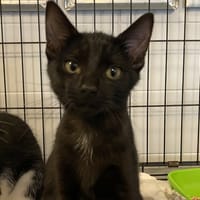 RENAUD, chat à adopter