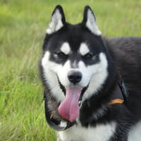 IGOR, chien à adopter