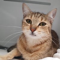 OSIRIS CHA, chatte à adopter