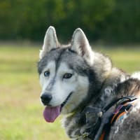 ZEUS, chien à adopter