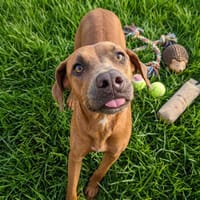 AKIRA, chienne à adopter