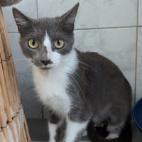 NOUMEA, chatte à adopter
