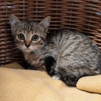 Moana, chatte à adopter