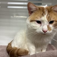 HARIBO, chat à adopter