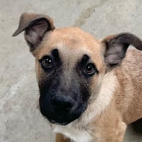 ANKOU, chien à adopter