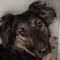 NAKARA, chienne à adopter