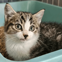 chaton tigré blanc NOVITA, chatte à adopter