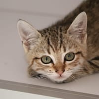 Cléo, chatte à adopter