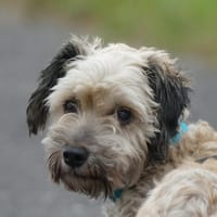 LOU, chien à adopter