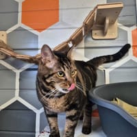 NOUNOU, chat à adopter