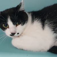 KITTY CHA, chatte à adopter