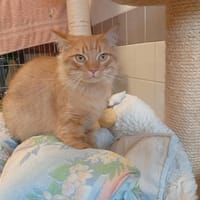 WASA, chat à adopter