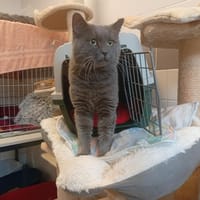 IGRA, chat à adopter