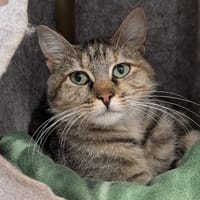 AGATA, chatte à adopter