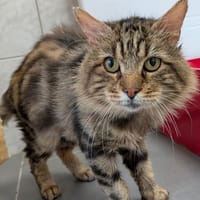 artur, chat à adopter