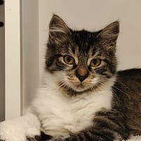 Pollux, chat à adopter