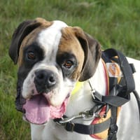 OLAF, chien à adopter