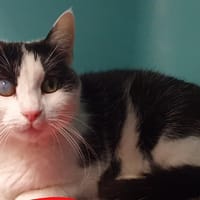MINOUCHE CHA, chatte à adopter
