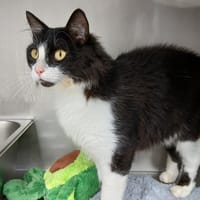 Minou, chat à adopter