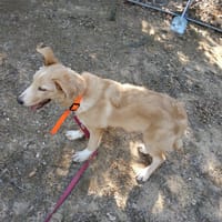 BISCOFF, chienne à adopter