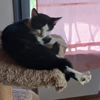 Patella, chatte à adopter