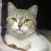 KITTY, chatte à adopter
