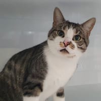SHERLOCK CHA, chat à adopter
