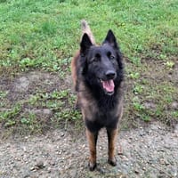 GOHAN, chien à adopter