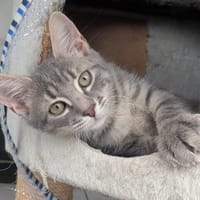 SETHI, chat à adopter