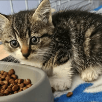 chaton tigré blanc Novito, chat à adopter