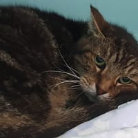 O'MALEY CHA, chat à adopter