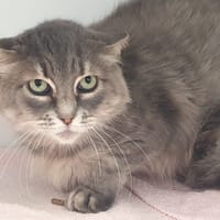 SIXTIEEN CHA, chatte à adopter