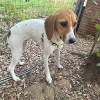 TANIA, chienne à adopter