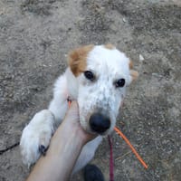 BRIOCHE, chien à adopter