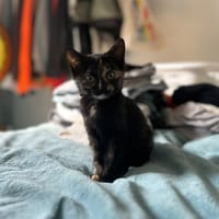 ROUBINE alias MILLIE, chatte à adopter
