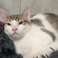 OMASHU, chat à adopter
