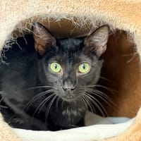 RUSTY, chatte à adopter
