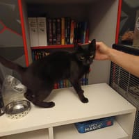 Magic, chatte à adopter
