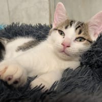 MEÏ, chat à adopter