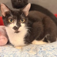 LILA (Réservée), chatte à adopter
