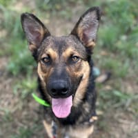 ARLO, chien à adopter